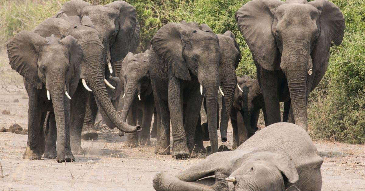 FlipFact (September 19, 2019): Do elephants really mourn their dead?