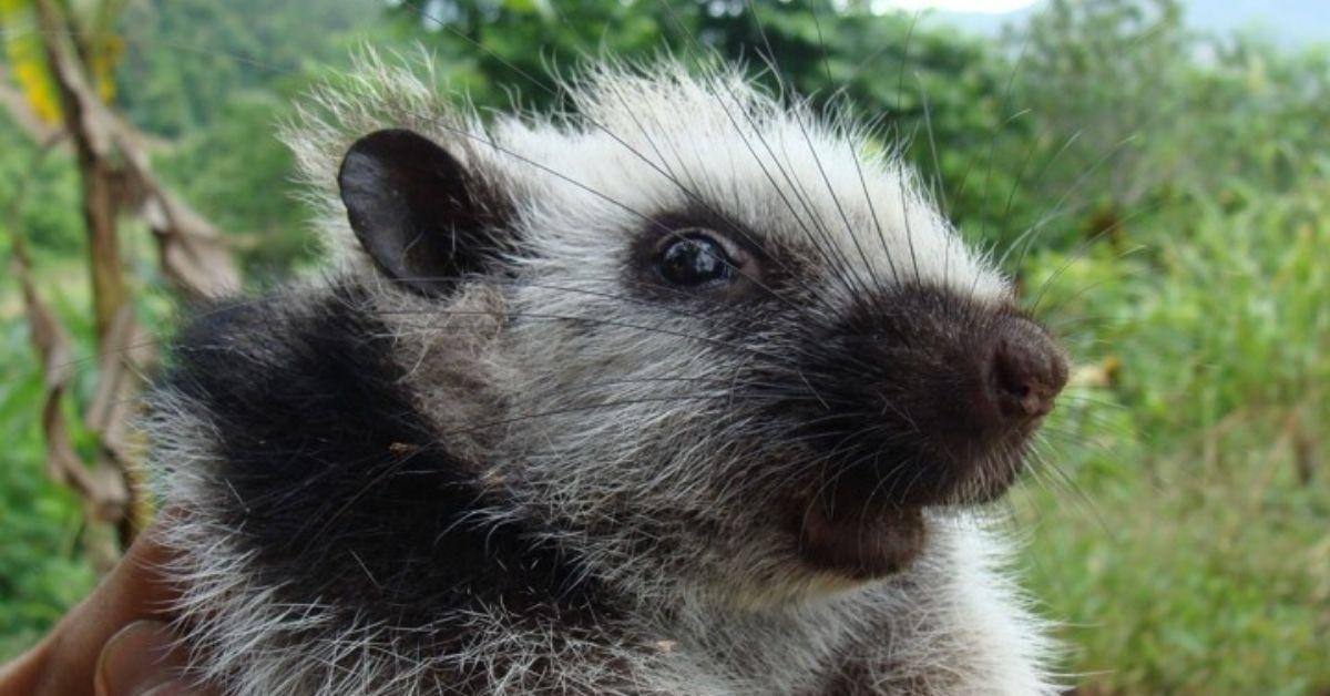 FlipFact (September 21, 2019): Where is the world’s greatest concentration of unique mammals?