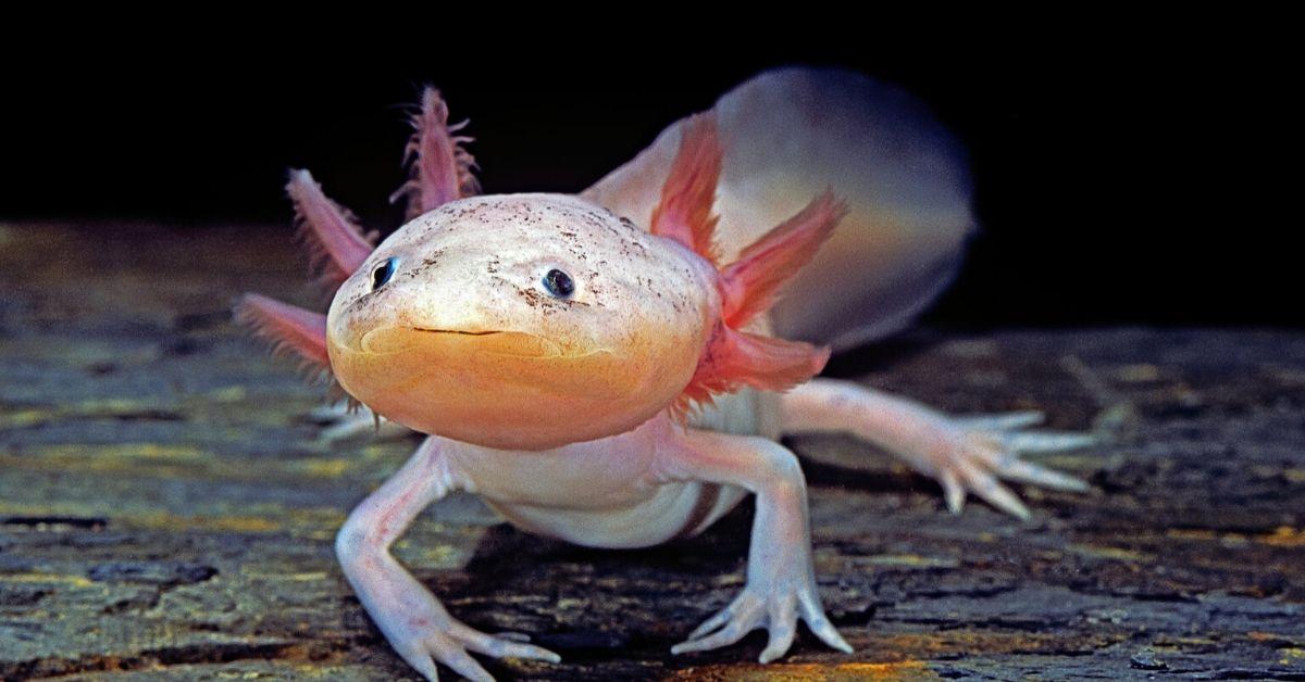 The axolotl, an animal that can regrow almost any body part ...
