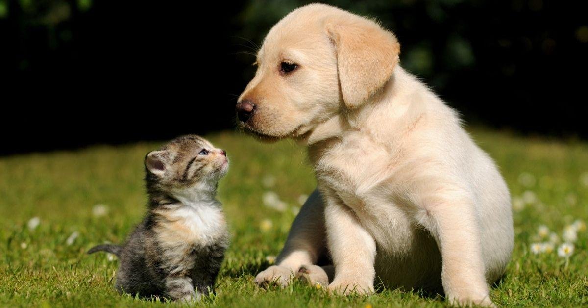 FlipFact (September 11, 2019): Yes, cats can bark