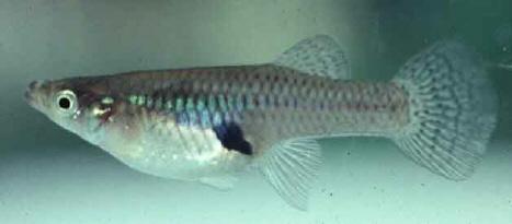 gambusa affinis