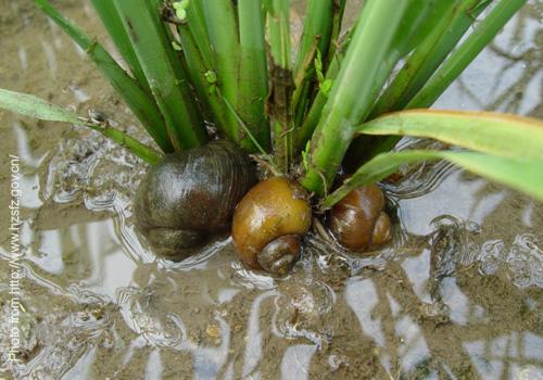 golden apple snail