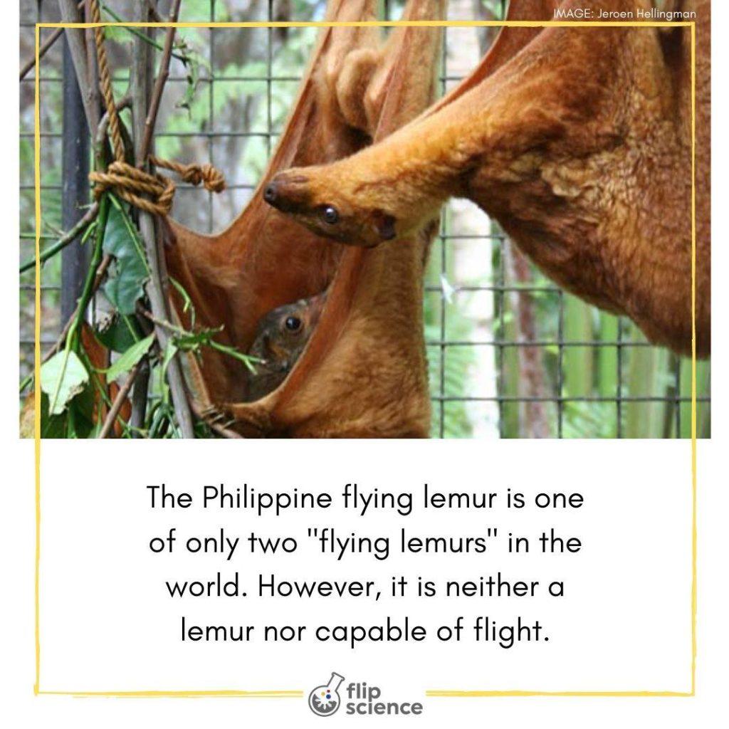 Philippine Flying Lemur, flipfact, flipfacts, flipscience