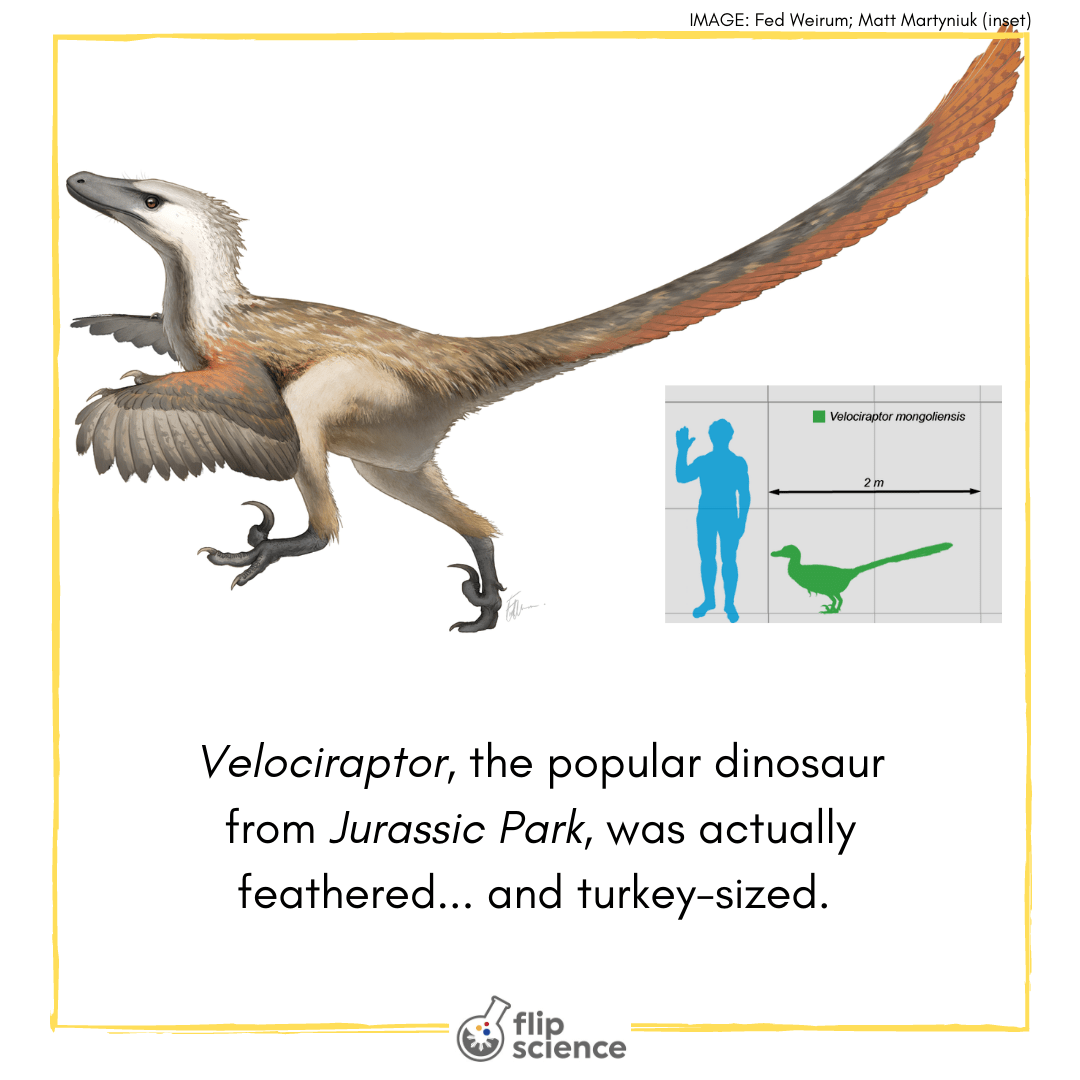 Fear the (petite and rather fluffy) Velociraptor