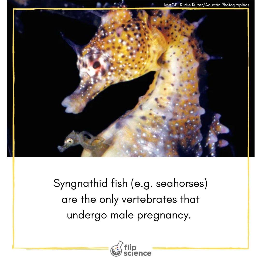 The only vertebrates that undergo male pregnancy