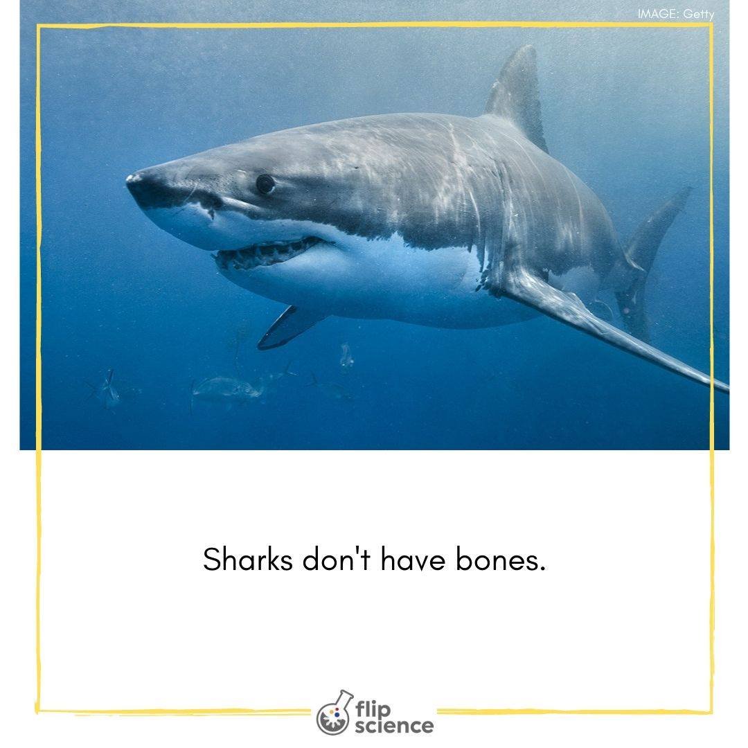The strangest thing about sharks