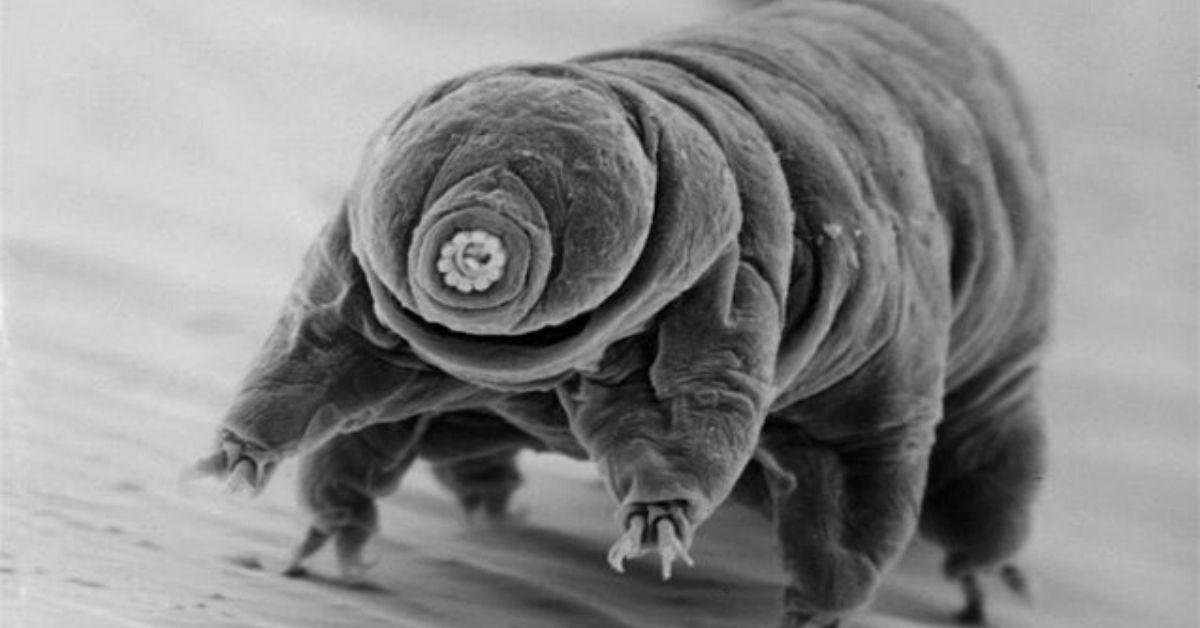 FlipFact (January 5, 2020): Tardigrades will outlast all of us (yes, even cockroaches)