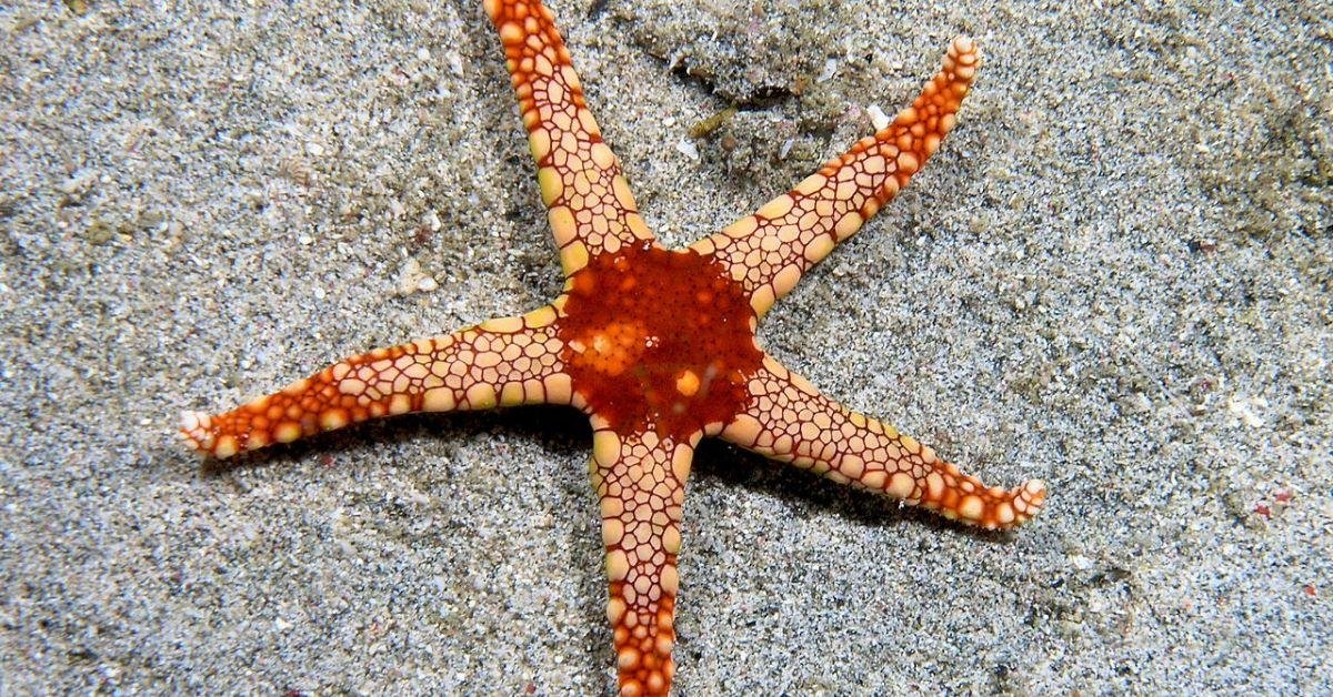 FlipFact (January 19, 2020): How do sea stars (starfish) function without brains?