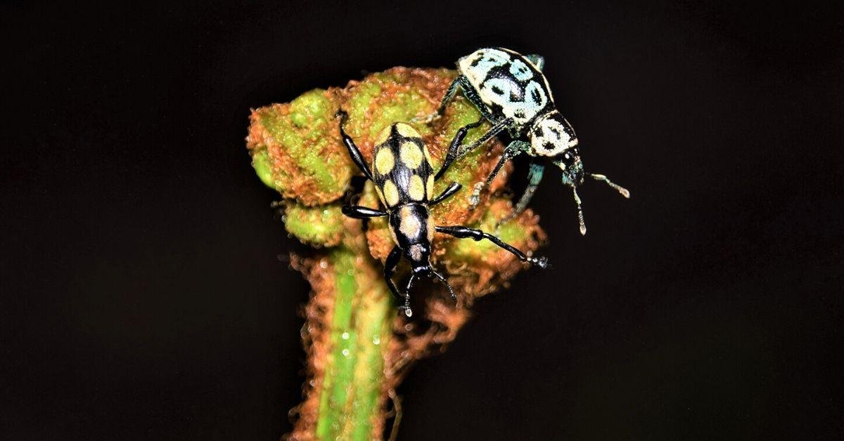 FlipFact (January 22, 2020): These are two different weevil species. Why do they look so alike?