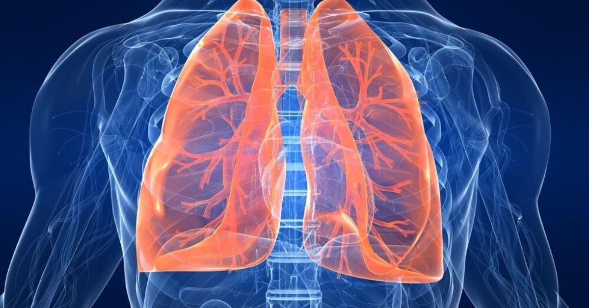 FlipFact (January 24, 2020): Which lung is bigger, the left or the right?