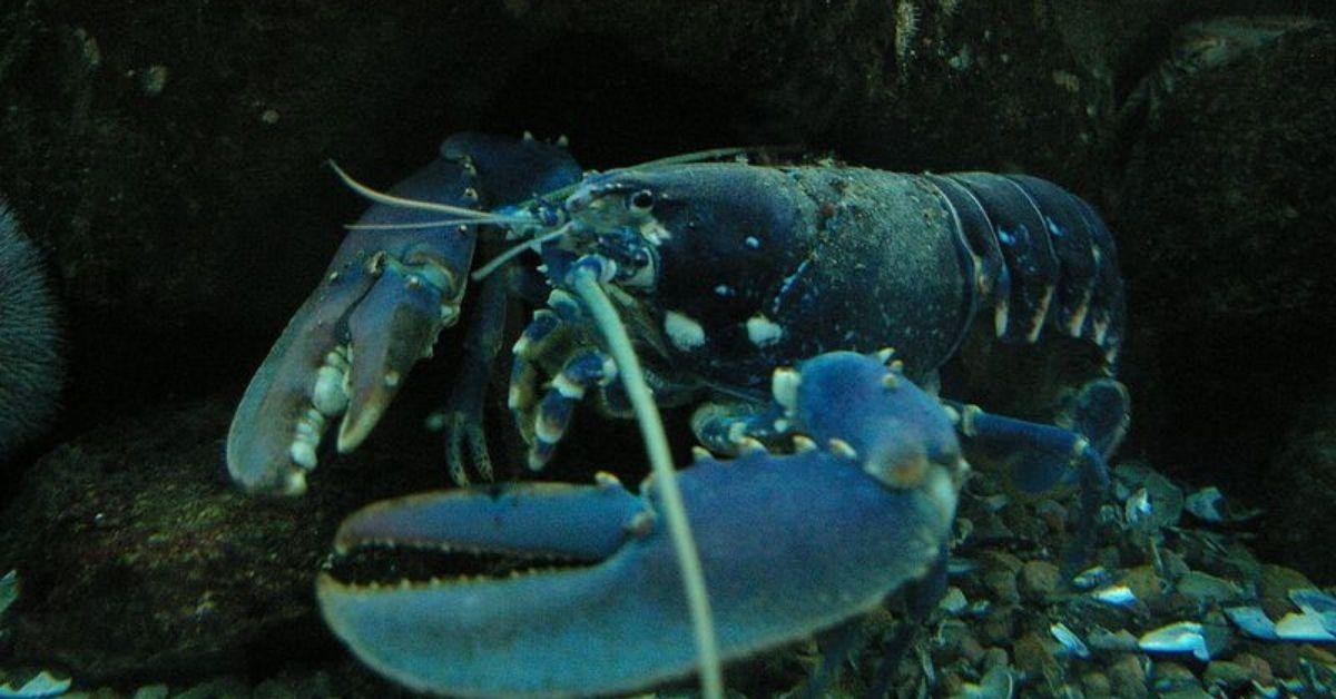 Long-lived lobsters: Are these crustaceans truly immortal?