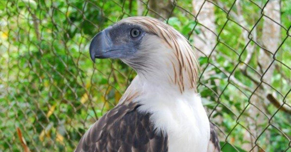 How Pag-asa gave hope to Philippine eagle conservation