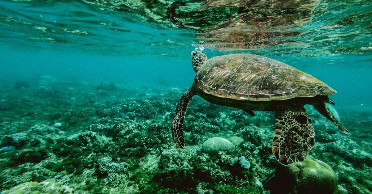 FlipFact (August 3, 2019): How do turtles breathe through their butts?