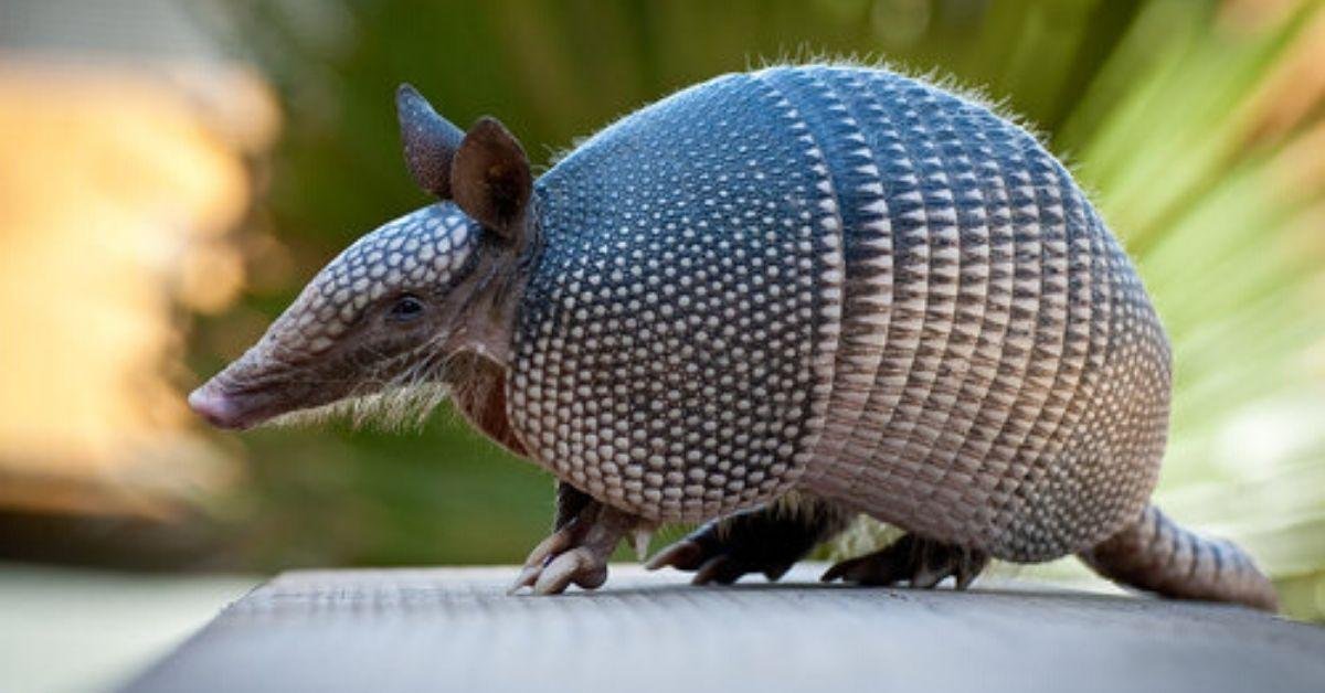 FlipFact (January 30, 2020): Here’s the horrifying reason why we shouldn’t mess with armadillos