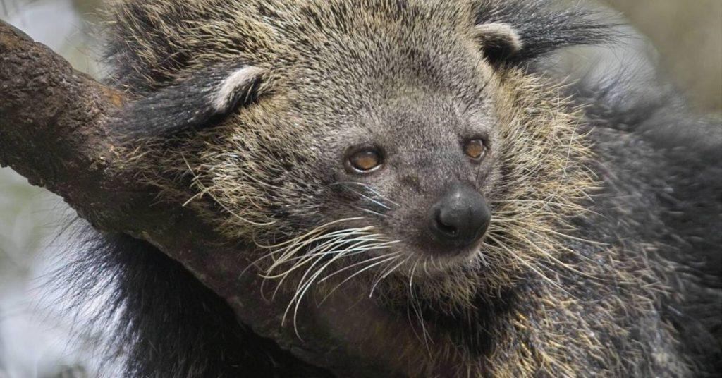 binturong, Palawan bearcat, flipfact, flipfacts