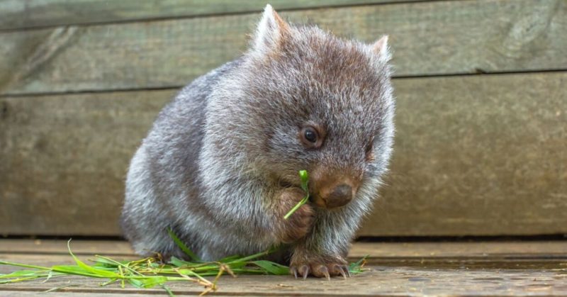 FlipFact January 18 2020 Why Do Wombats Drop Cube shaped Poop 