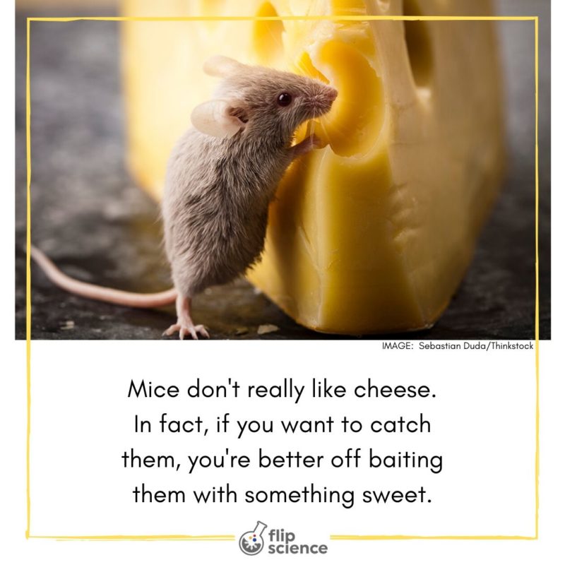 He doesn t like cheese. Mice don&#039;t like cat. mouse like cheese как правильно написать предложение. little mice little mice would you like a piece of ice.
