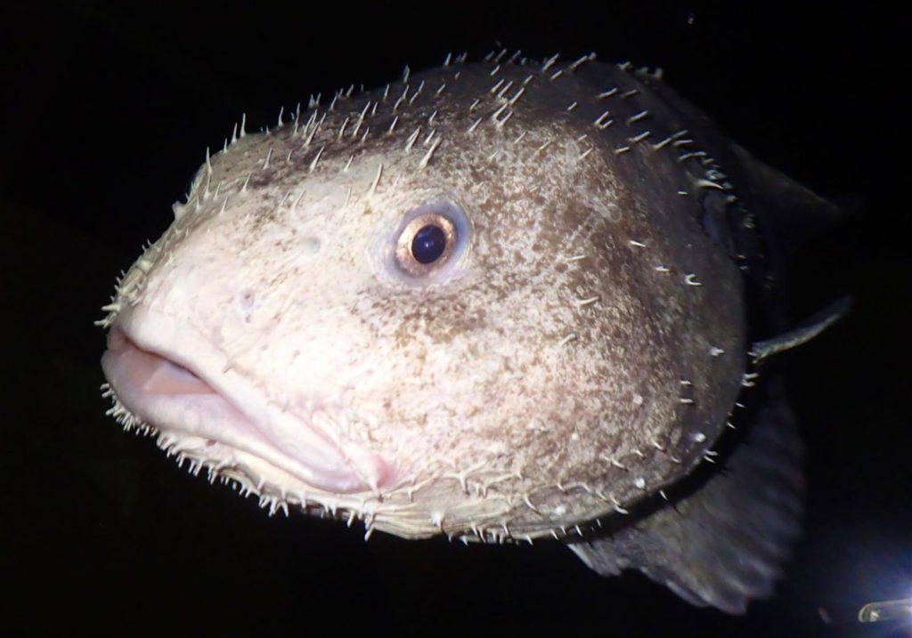 FlipScience - TODAY'S SCIENCE TRIVIA: Think of the words ugly and fish together; there's a very good chance that the first thing that'll come to your mind is the blobfish. However, while