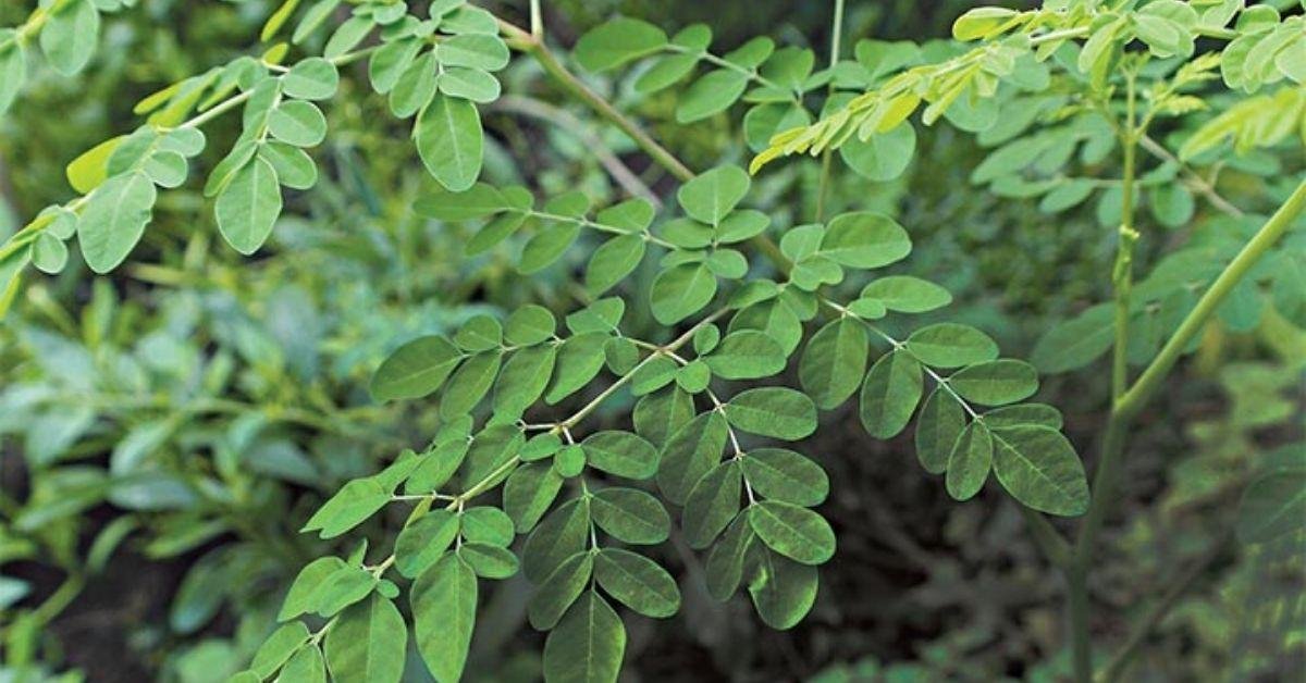 FlipFact (February 2, 2020): Can herbal supplements and “green zone” amulets prevent or cure COVID-19?