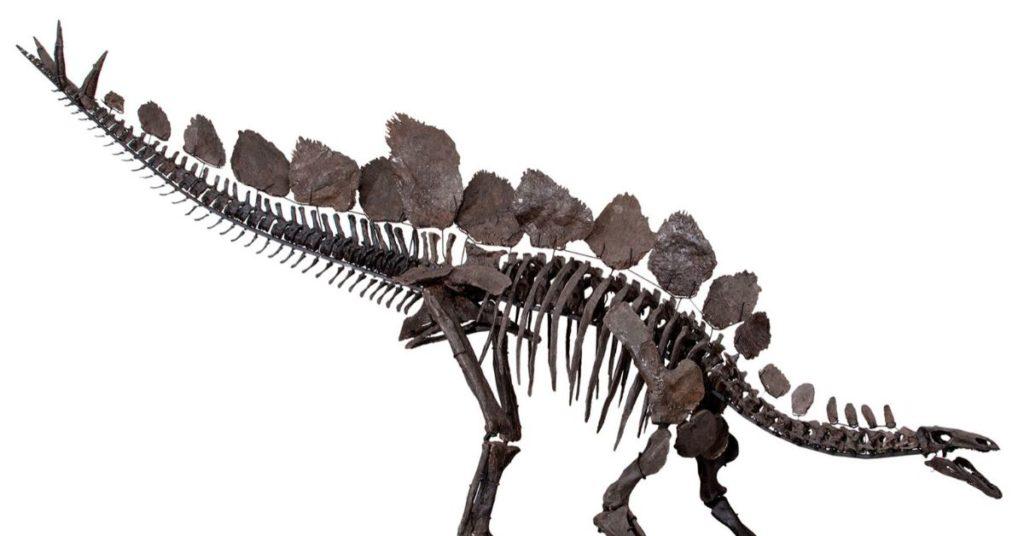 thagomizer, flipfact, flipfacts, flipscience, stegosaurus
