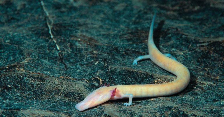 FlipFact February 5 2020 The Cave Salamander That Can Live Without 