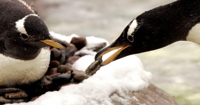 FlipFact February 27 2020 Do Penguins Really Propose To Mates With 