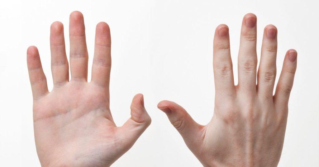 fingers, flipfact, flipfacts, flipscience, muscles