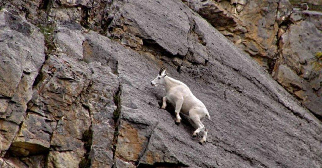 mountain goat, mountain goats, flipfact, flipfacts, flipscience