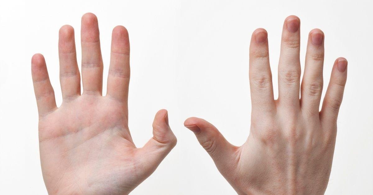 FlipFact (February 6, 2020): If human fingers have no muscles, then how do they move?