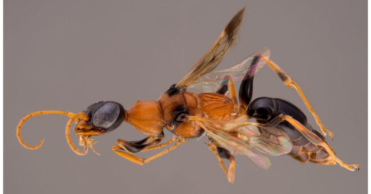 FlipFact (August 28, 2019): Why was a wasp named after a ‘Harry Potter’ character?