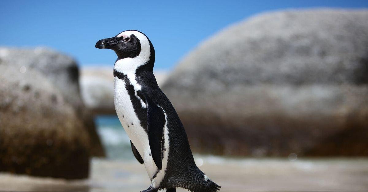 FlipFact (August 30, 2019): The African penguin’s other (not-so-flattering) name