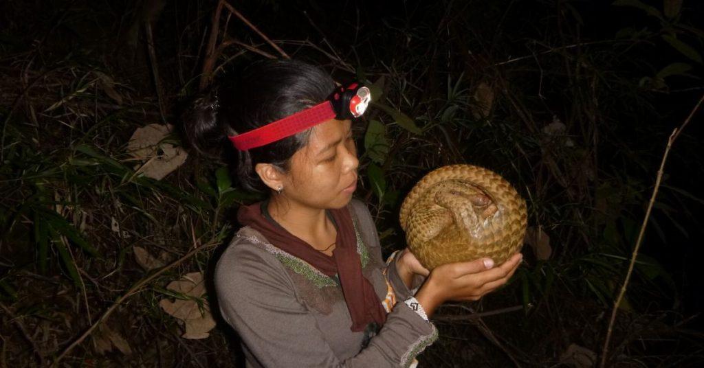 pangolin, philippine pangolin, balintong, usaid
