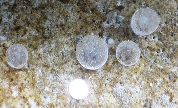marphysa iloiloensis, jelly cocoons, mudworm