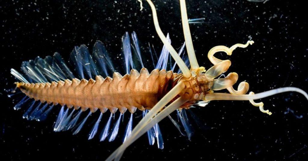squidworm, Teuthidodrilus samae, flipfact, flipfacts, flipscience