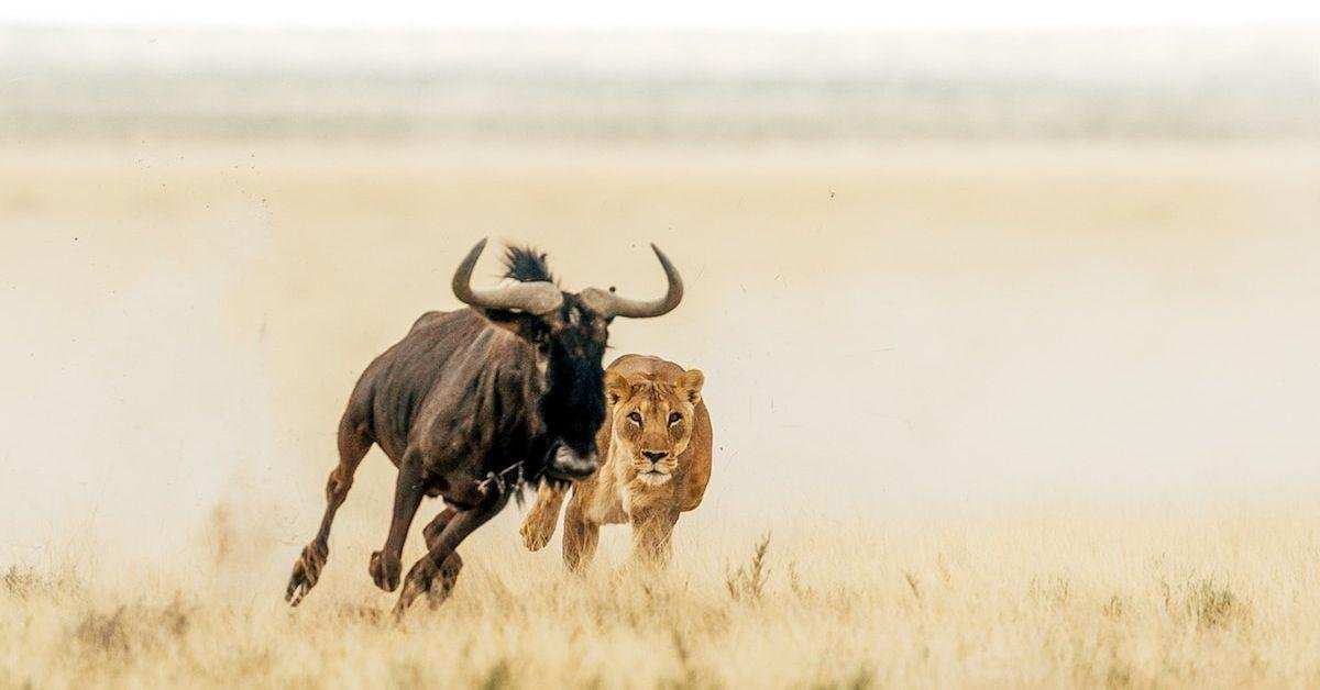 FlipFact (March 6, 2020): Who run the pride: Why lionesses do more of the hunting than male lions