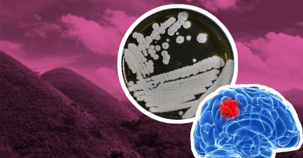 boholamide A, bohol, brain cancer, mollusk, boholamide, truncatella