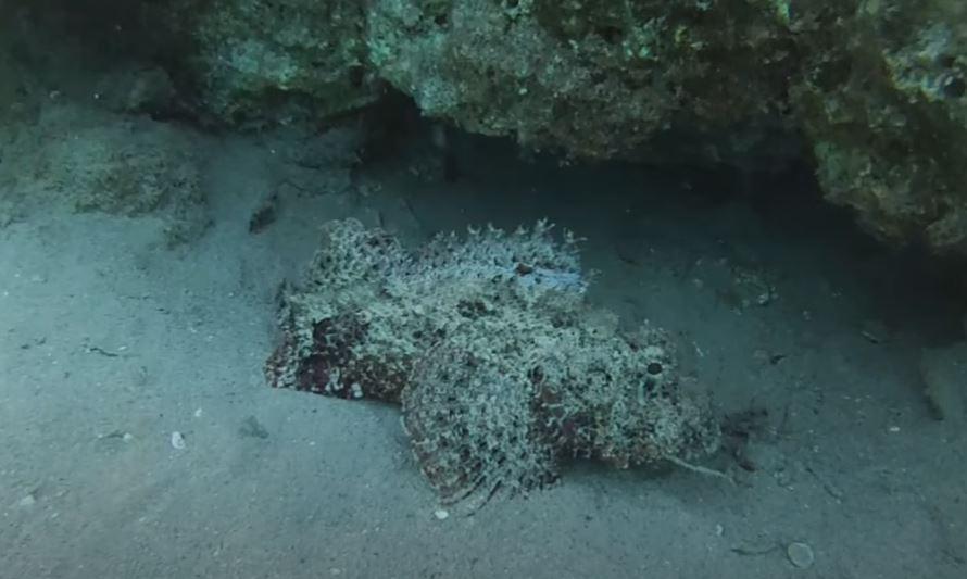 reef stonefish