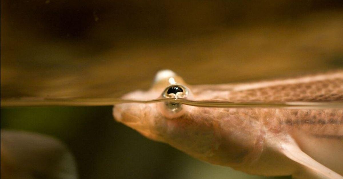 Meet Anableps, the “four-eyed fish”