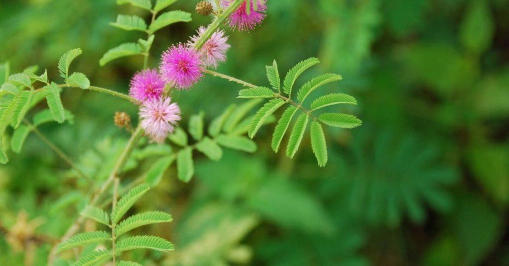 flipfact, flipfacts, flipscience, makahiya, mimosa pudica