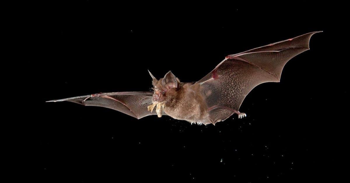 FlipFact (April 4, 2020): Why do bats carry so many diseases?