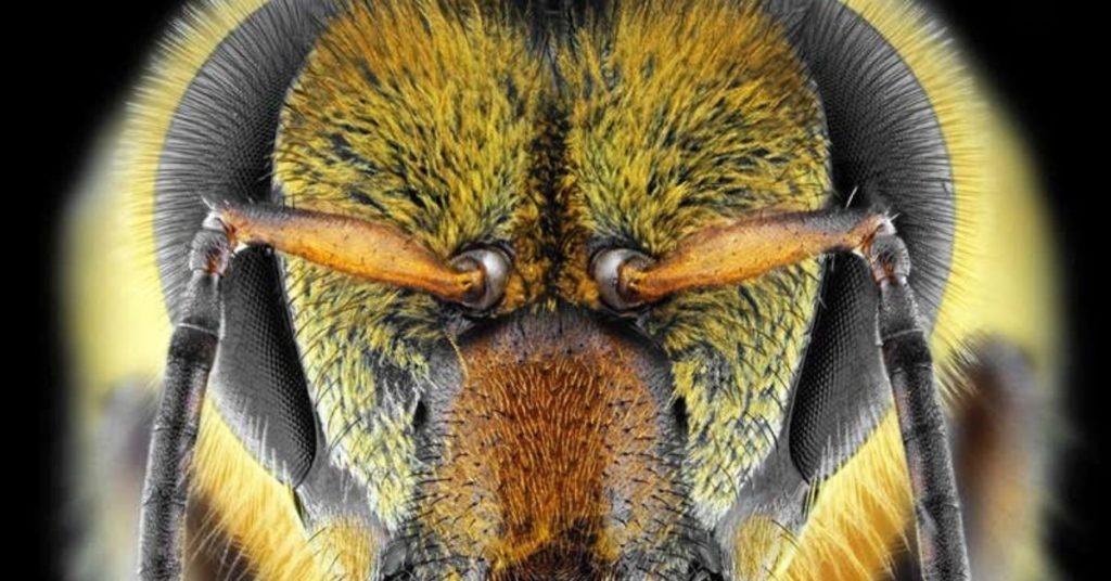 honey bee, honey bees, zero, flipfact, flipfacts, flipscience