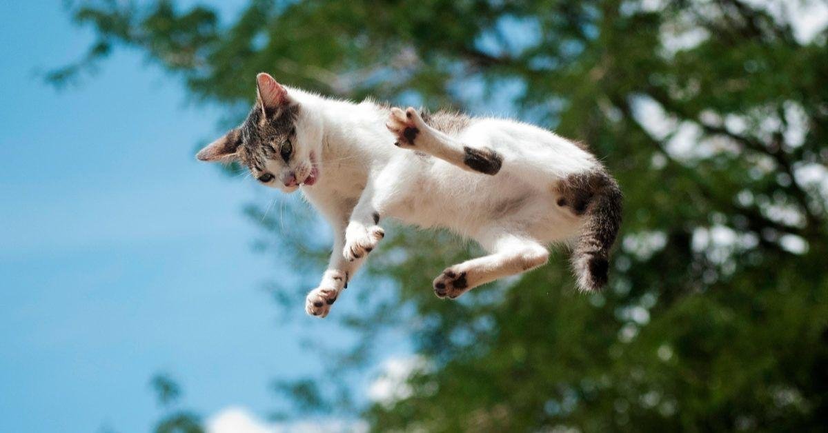 How do cats land on their feet after falling from great heights?