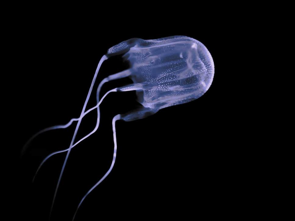 box jellyfish