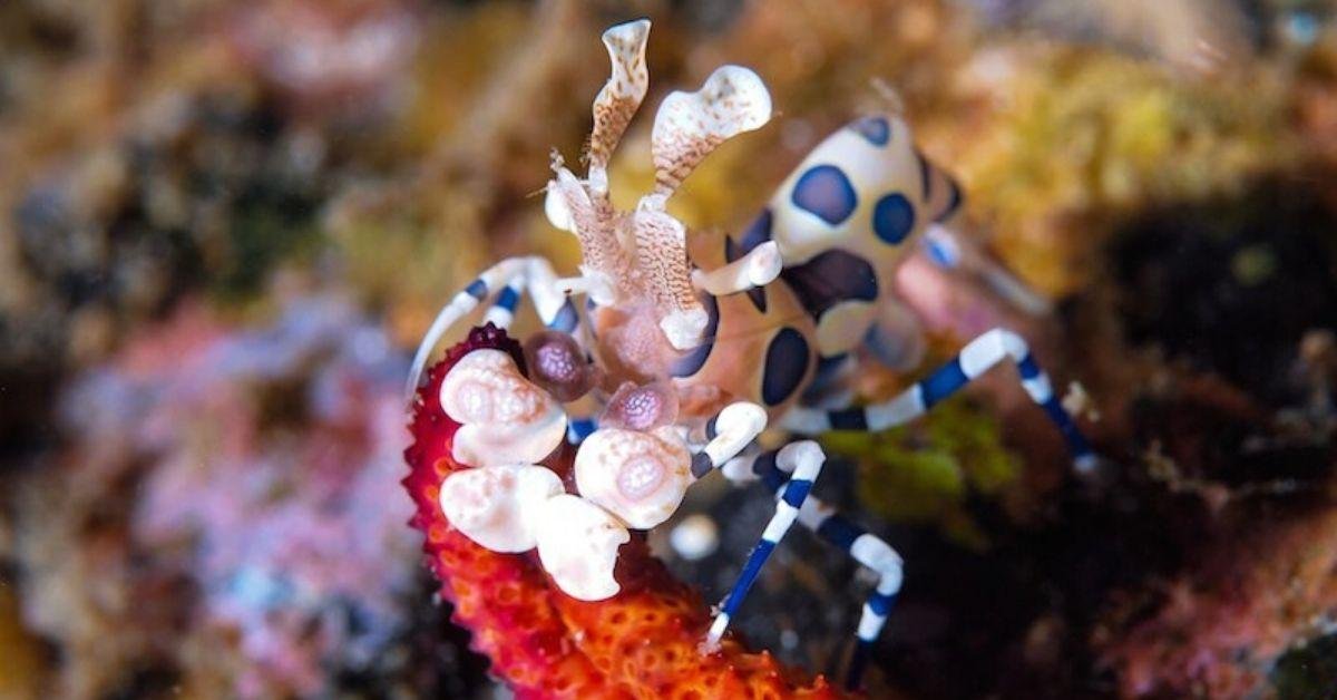 FlipFact (May 5, 2020): The harlequin shrimp’s monotonous yet multicolored diet