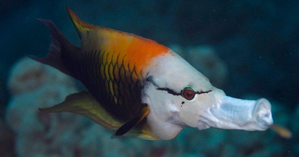 flipfact, flipfacts, flipscience, slingjaw wrasse