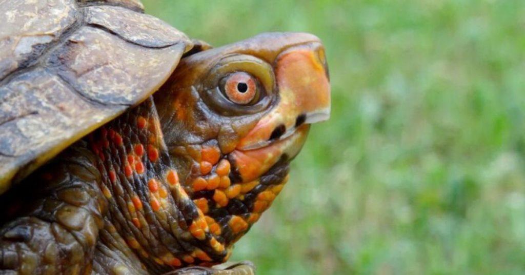 flipfact, flipfacts, flipscience, sea turtles, turtles