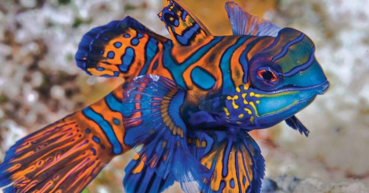 FlipFact (May 12, 2020): Scaleless yet spectacular, the mandarinfish can do something most animals can’t