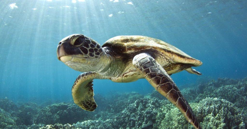 flipfact, flipfacts, flipscience, marine turtle, marine turtles, sea turtle, sea turtles, pawikan