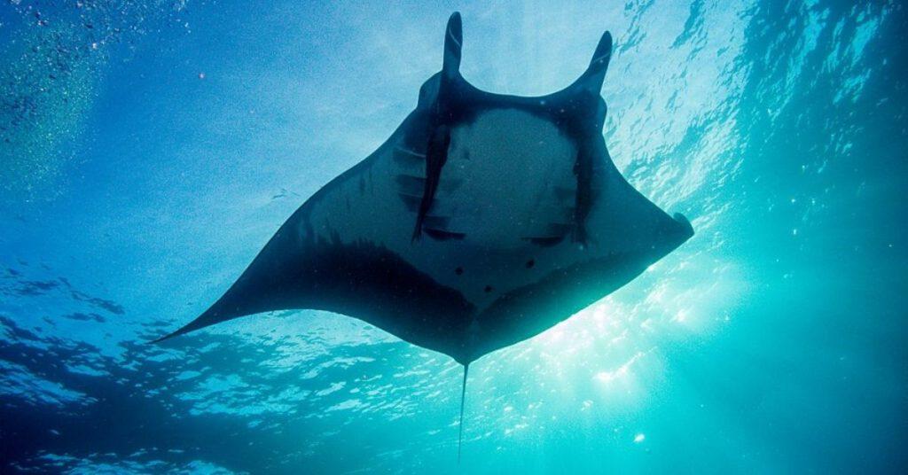 flipfact, flipfacts, flipscience, manta ray, ray, giant manta ray, oceanic manta ray