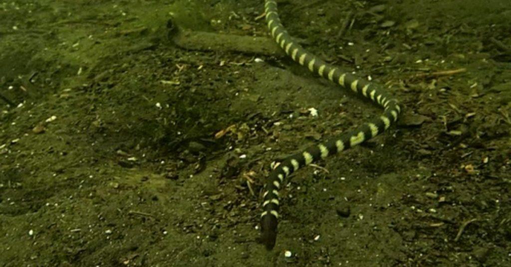 flipfact, flipfacts, flipscience, lake taal, sea snake